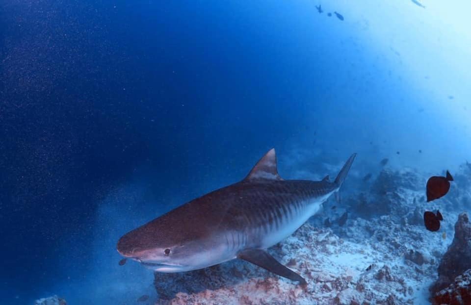 Endhaa, Divers Home Fuvahmulah Exteriér fotografie