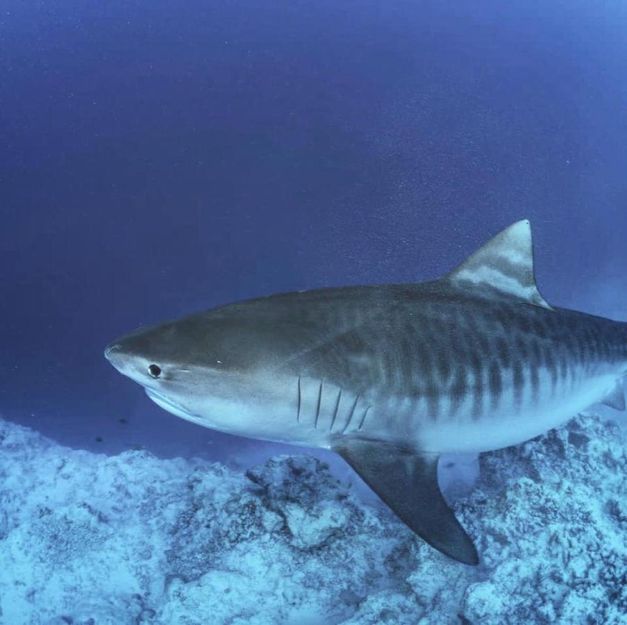 Endhaa, Divers Home Fuvahmulah Exteriér fotografie