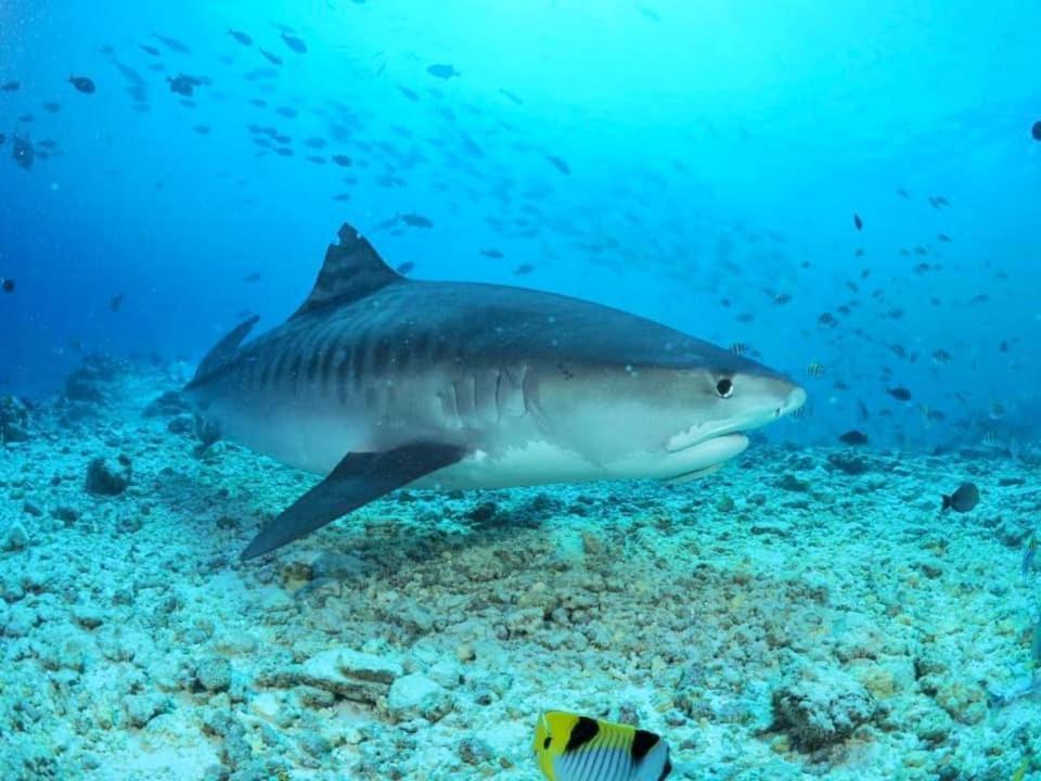 Endhaa, Divers Home Fuvahmulah Exteriér fotografie