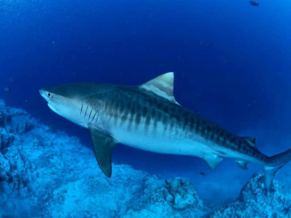 Endhaa, Divers Home Fuvahmulah Exteriér fotografie